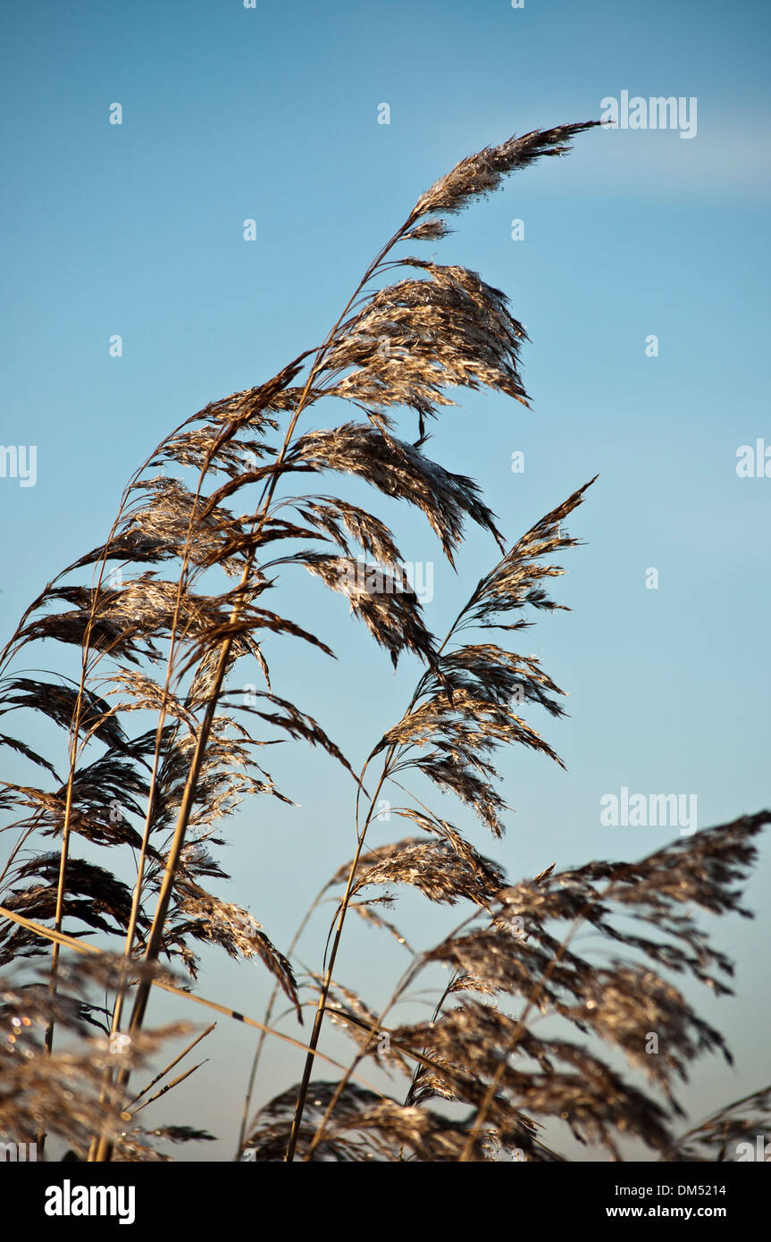 Seed head Norfolk reed Phragmites Stock Photo