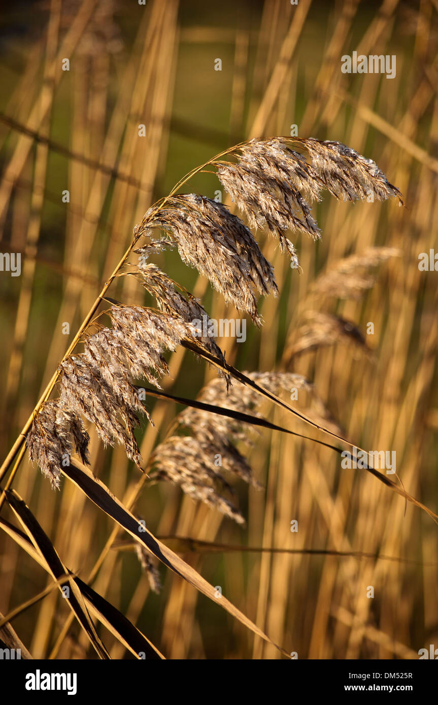 Seed head Norfolk reed Phragmites Stock Photo