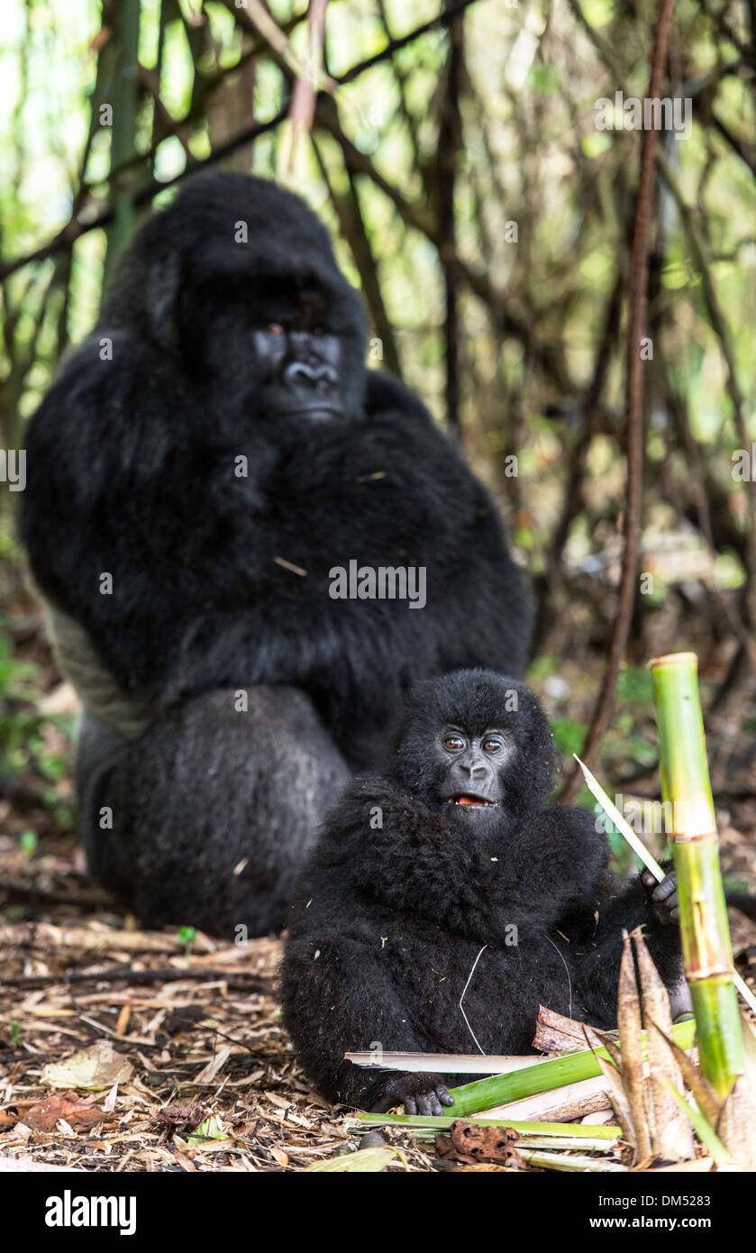 Mountain Gorilla Beringei Beringei Volcanoes National Park Rwanda Africa Stock Photo