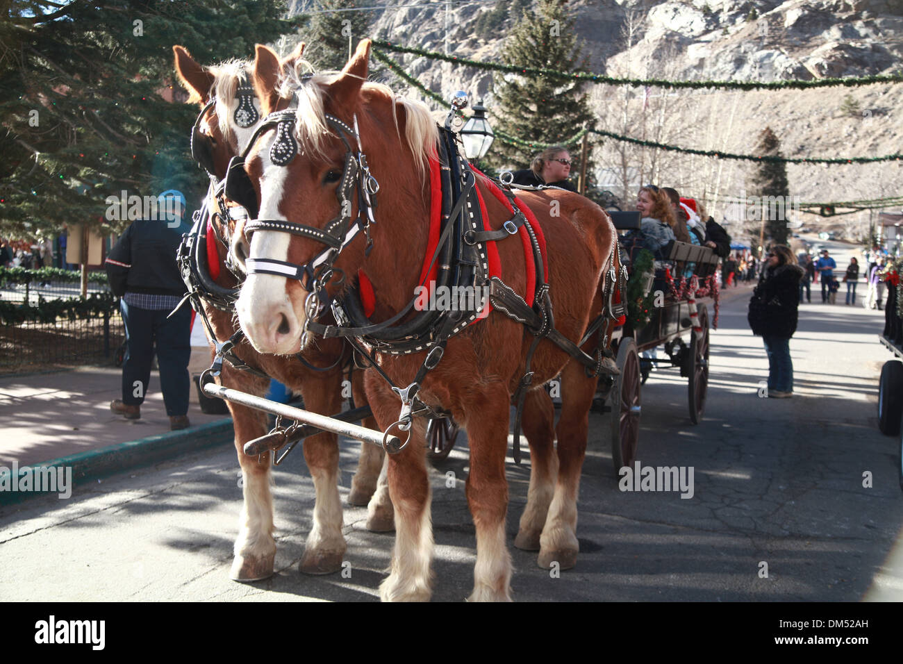 Clydesdale horse in Christmas parade Stock Photo Alamy