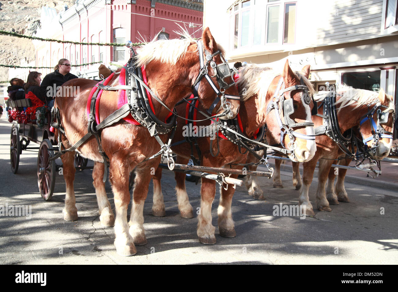 Clydesdale horse in Christmas parade Stock Photo Alamy