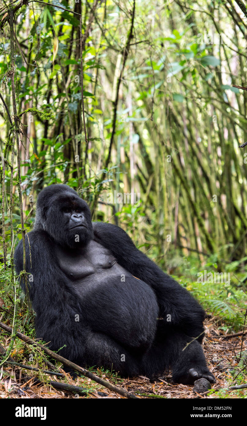Mountain Gorilla Beringei Beringei Volcanoes National Park Rwanda Africa Stock Photo