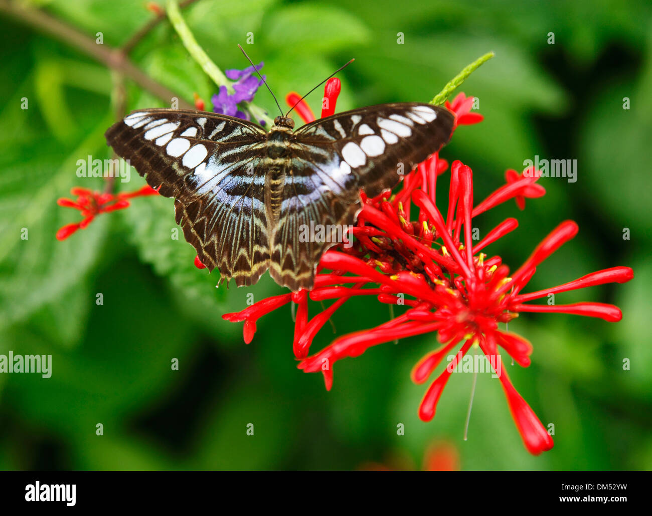 Germany, Krefeld, Rhine, Lower Rhine, Rhineland, North Rhine-Westphalia, zoo, butterfly, clipper, Parthenos sylvia, Stock Photo