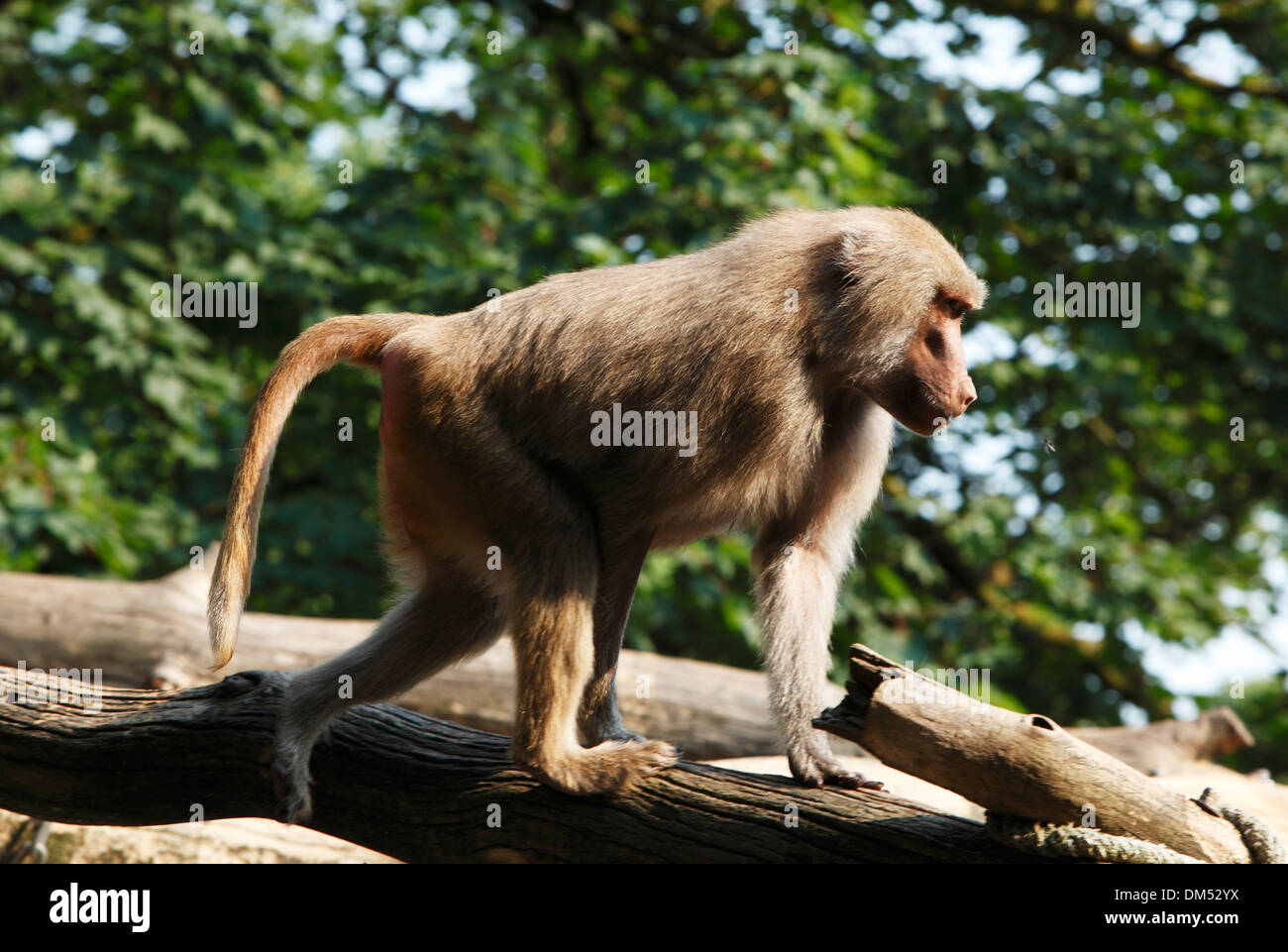Germany, Krefeld, Rhine, Lower Rhine, Rhineland, North Rhine-Westphalia, zoo, hamadryas baboon, Papio hamadryas, monkey, Stock Photo