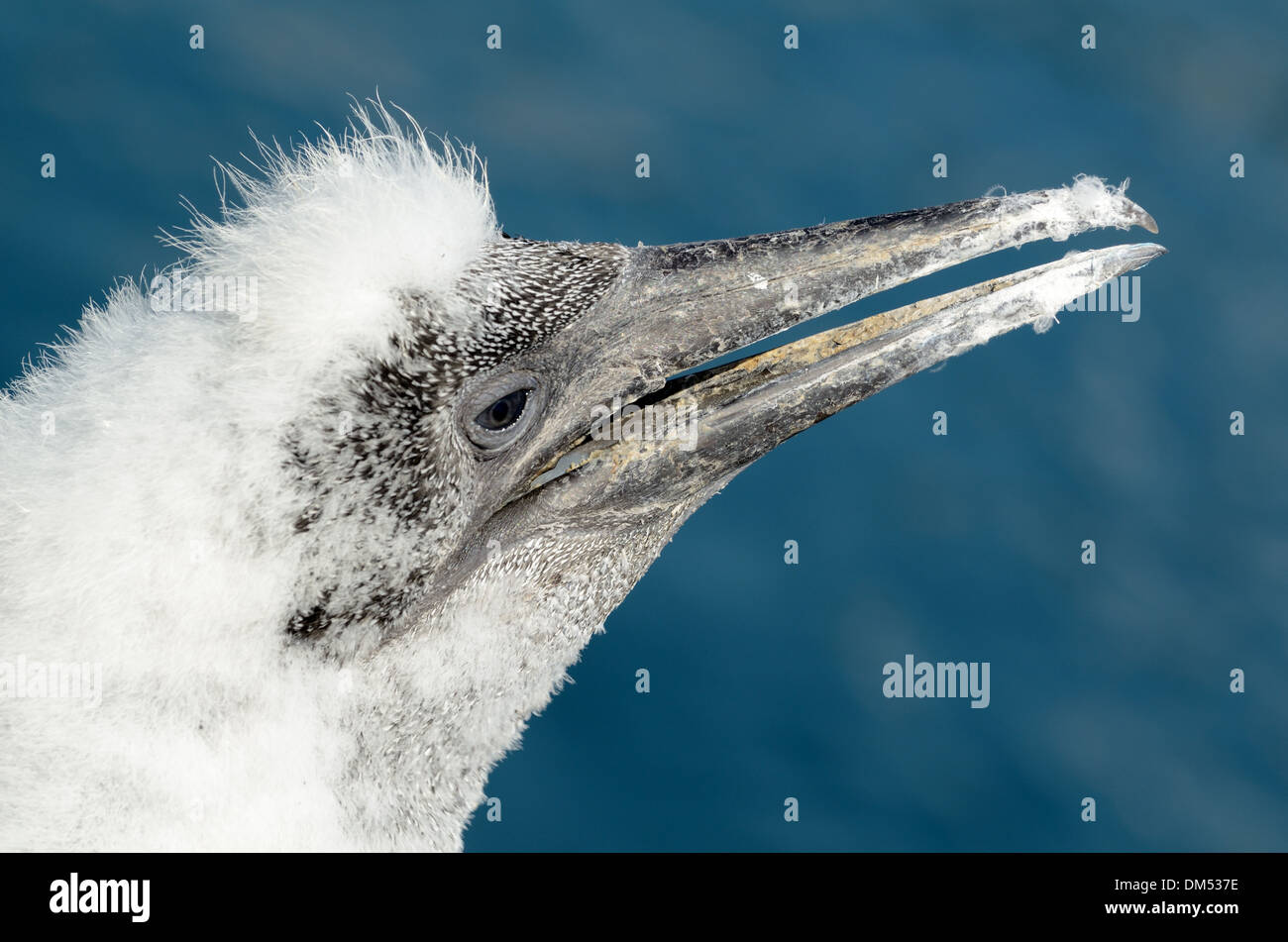 Portrait of Young Fledgling Gannet or Gannet Chick, Sula bassana Stock Photo