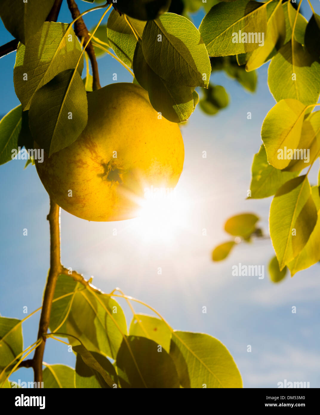 PEAR ON TREE BRANCH Stock Photo