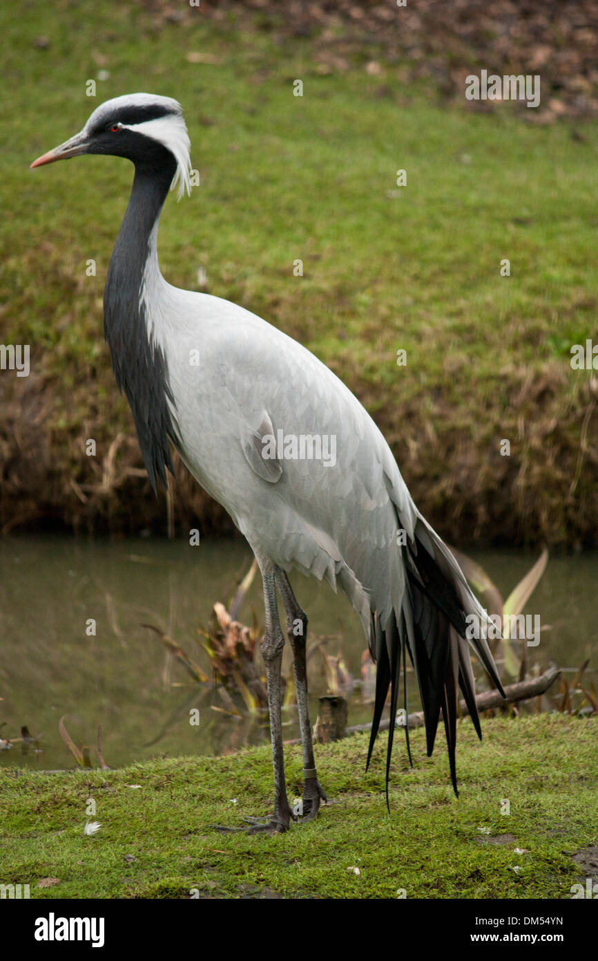 Crane at the WWT London Wetland Centre Stock Photo