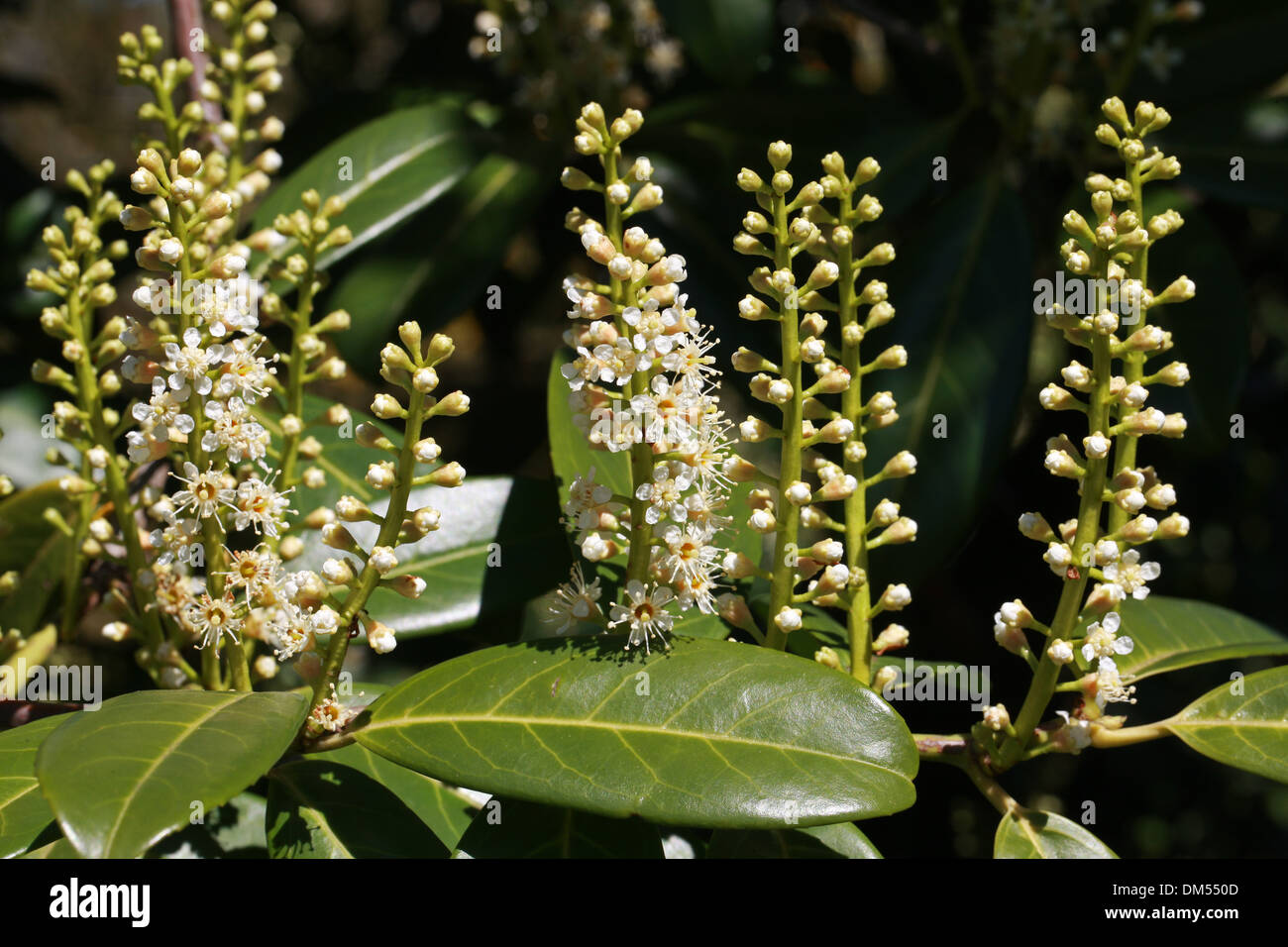 Cherry Laurel or English Laurel, Prunus laurocerasus, Rosaceae Stock