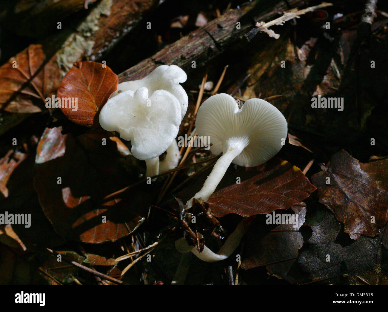 Frosty Funnel Fungus, Clitocybe phyllophila, Tricholomataceae. Syn. C cerussata. Stock Photo