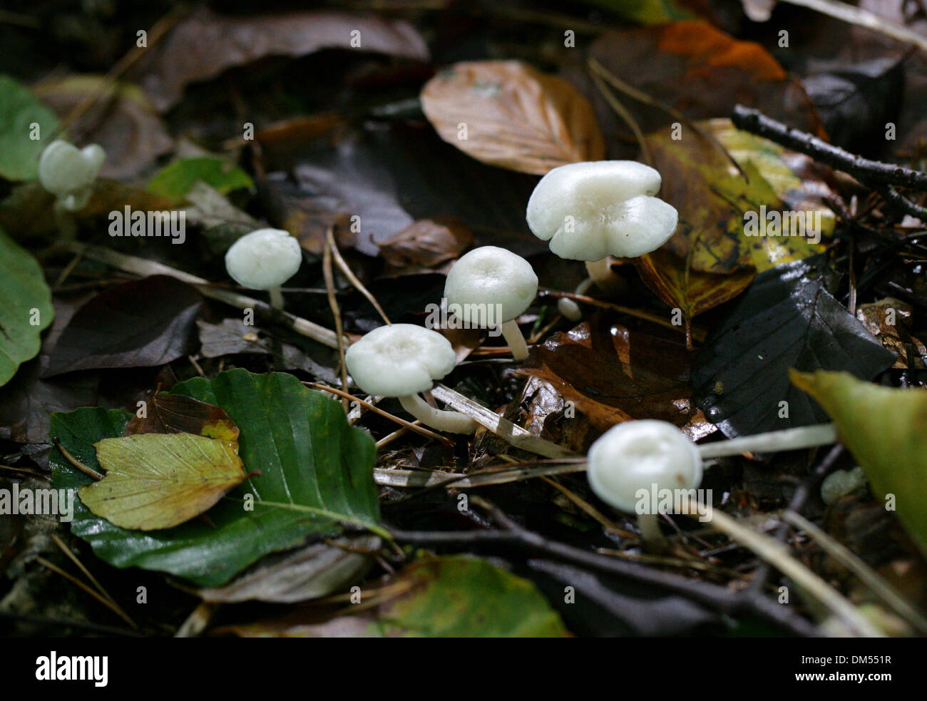 Frosty Funnel Fungus, Clitocybe phyllophila, Tricholomataceae. Syn. C cerussata. Stock Photo