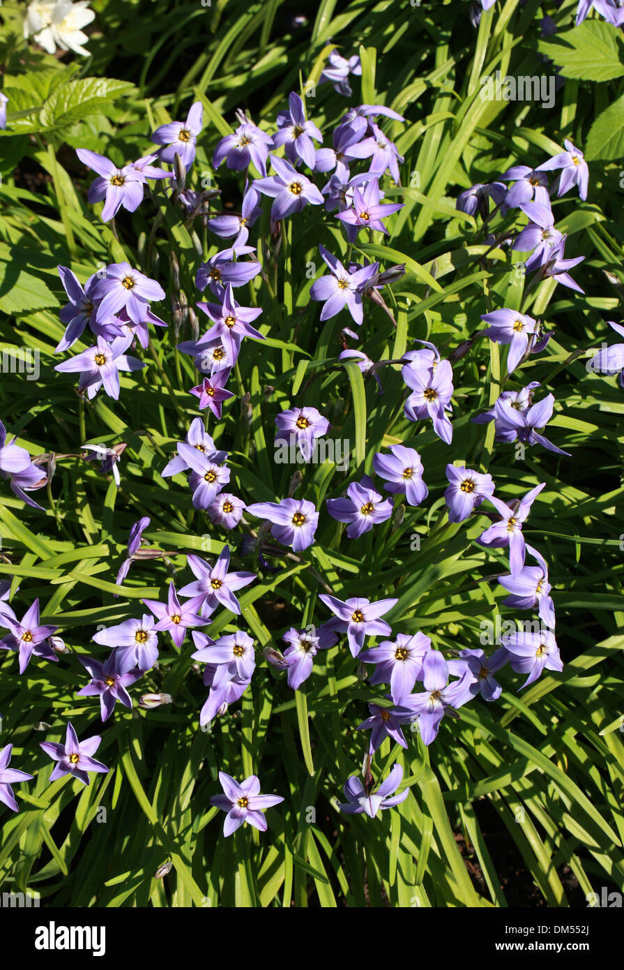 Spring Starflower, Ipheion uniflorum, Alliaceae (Amaryllidaceae). Syn. Tristagma uniflorum. Stock Photo