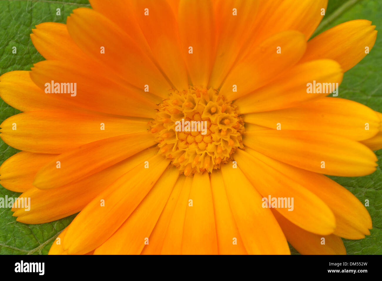 Bavaria, Germany, Upper Bavaria, Garden, flora, flower, flowers, yellow ...