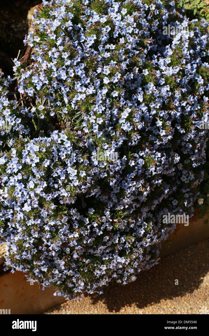 Lithodora zahnii, Boraginaceae. A Rare Blue Endemic Gromwell from Greece, Europe. Stock Photo