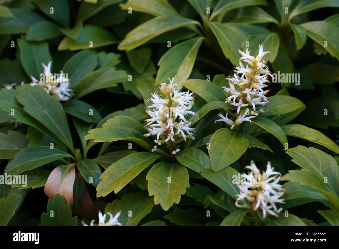 Japanese Pachysandra, Japanese Spurge, Pachysandra terminalis, Buxaceae. North and Central China, Japan. Stock Photo