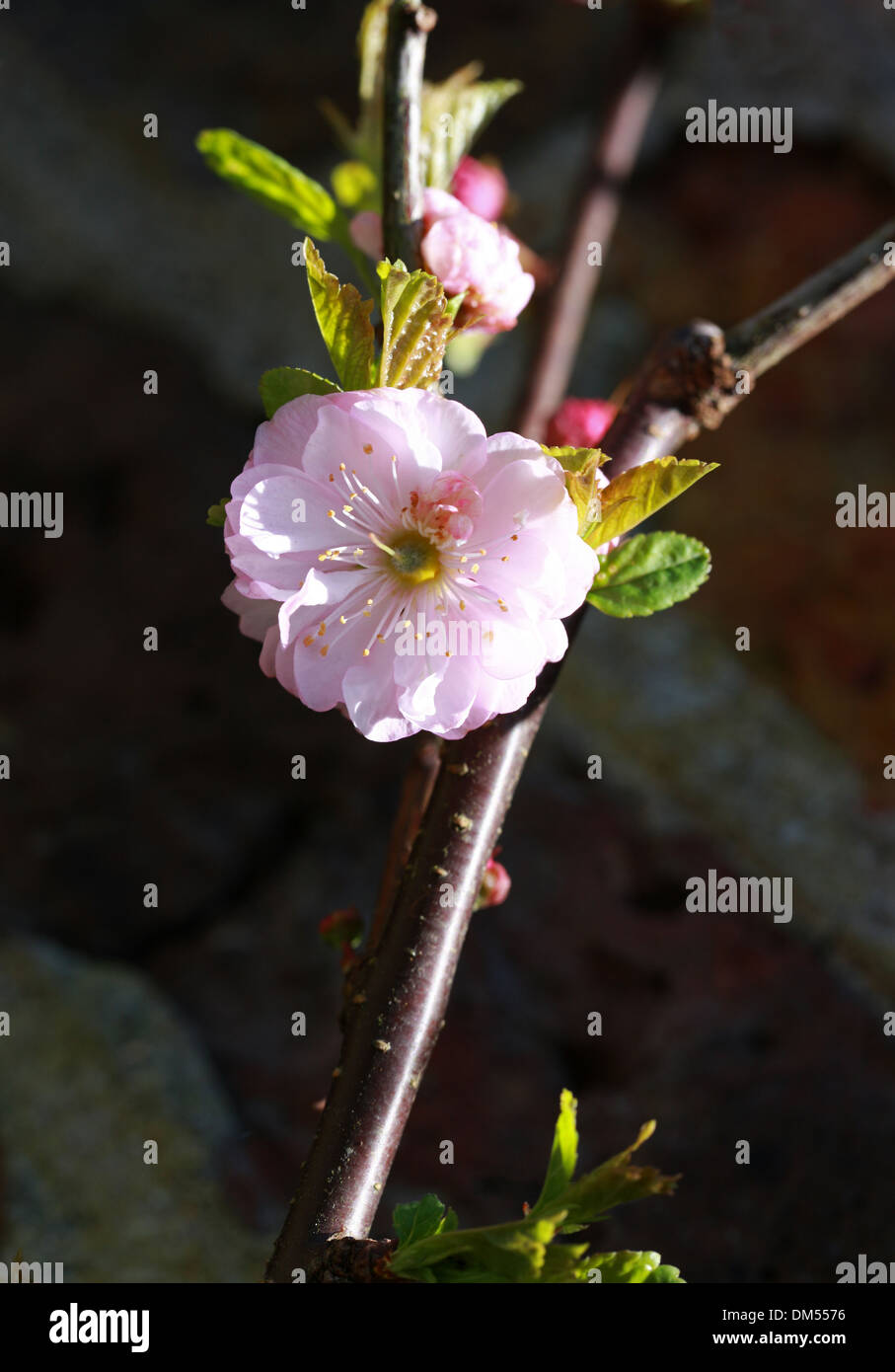 Flowering Almond, Prunus triloba 'Flore Plena', Rosaceae. China. Stock Photo