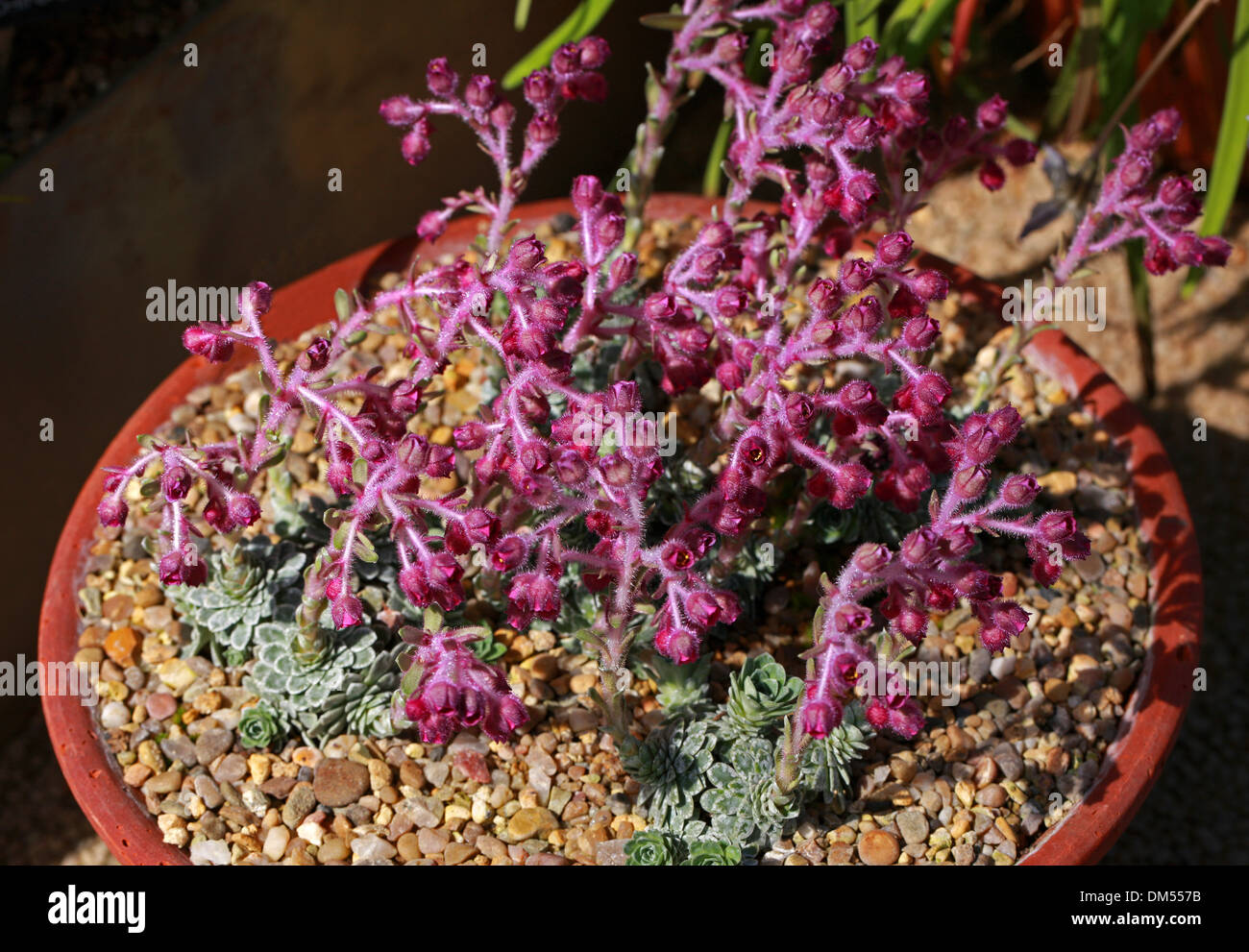 Engleria Saxifrage, Saxifraga stribrnyi, Saxifragaceae. Bulgaria, Northern Greece, Europe. Stock Photo