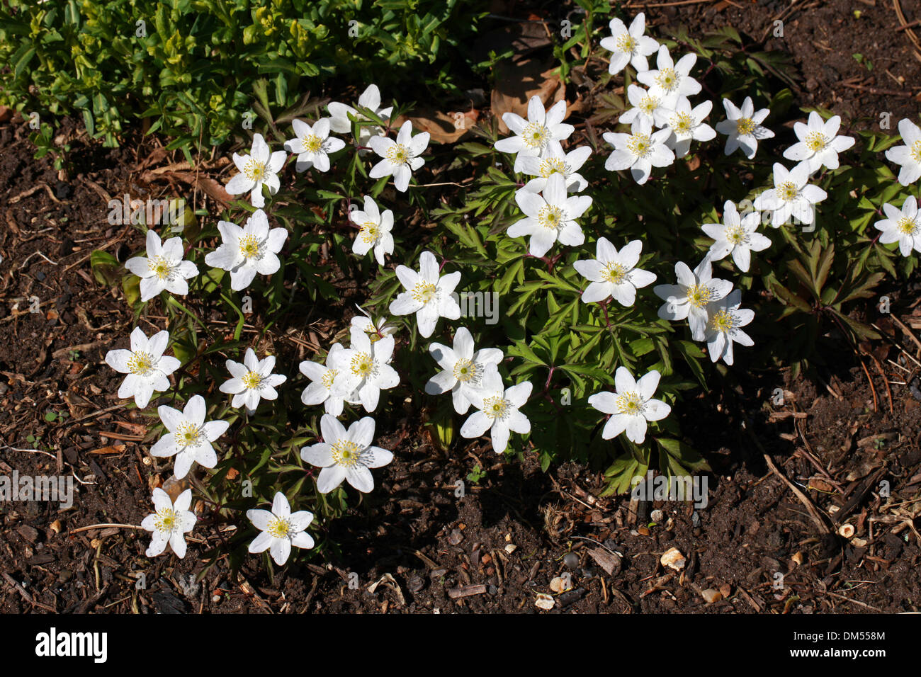 Wood Anemone, Anemone nemorosa, Ranunculaceae Stock Photo