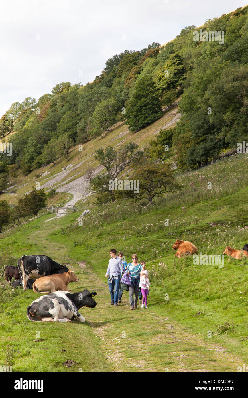 A family walking through a field of cows, Yorkshire Dales, Yorkshire, England, UK Stock Photo