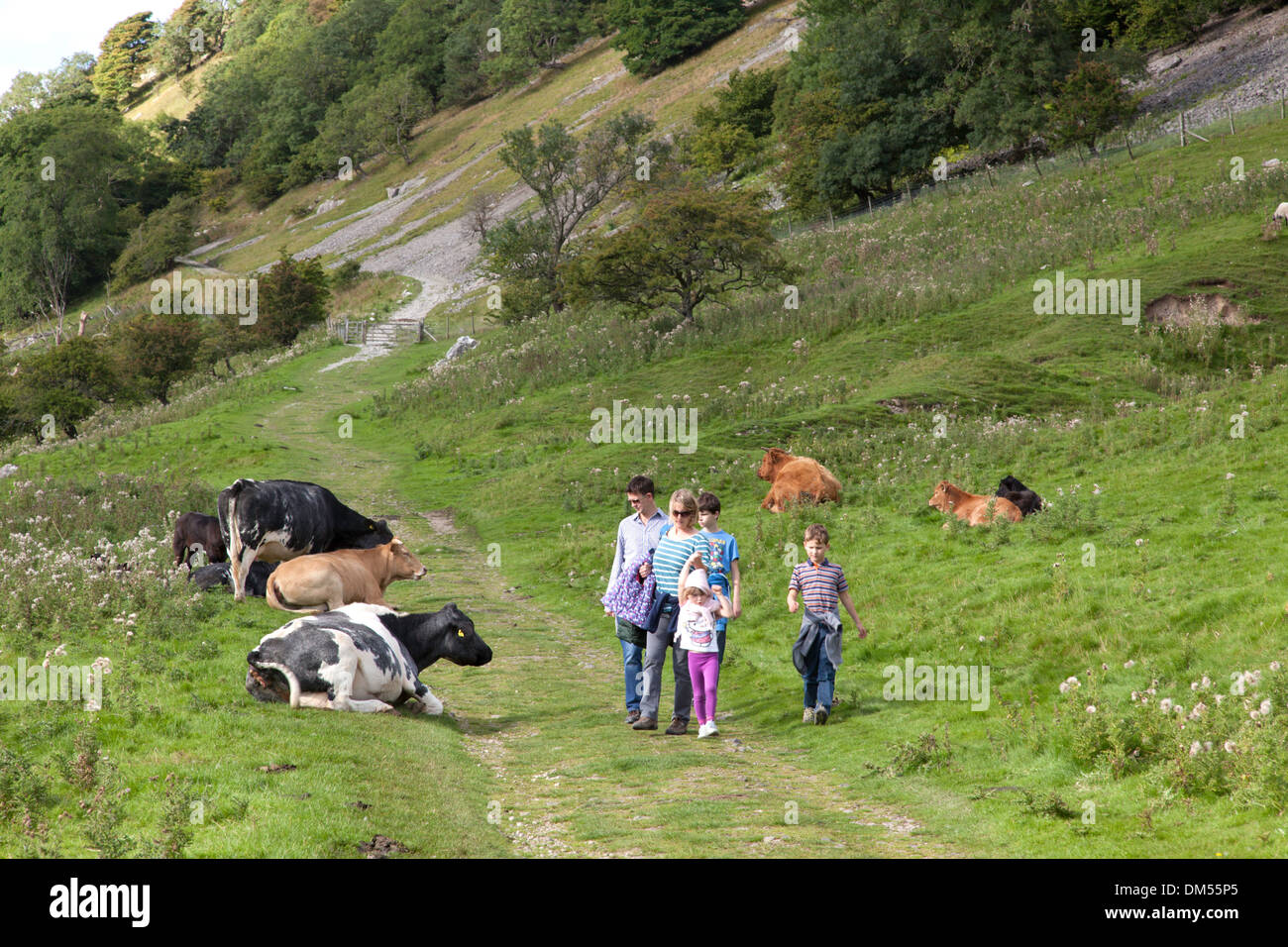 A family walking through a field of cows, Yorkshire Dales, Yorkshire, England, UK Stock Photo