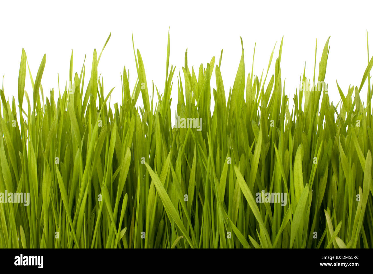 Grass silhouette isolated on white background Stock Photo - Alamy