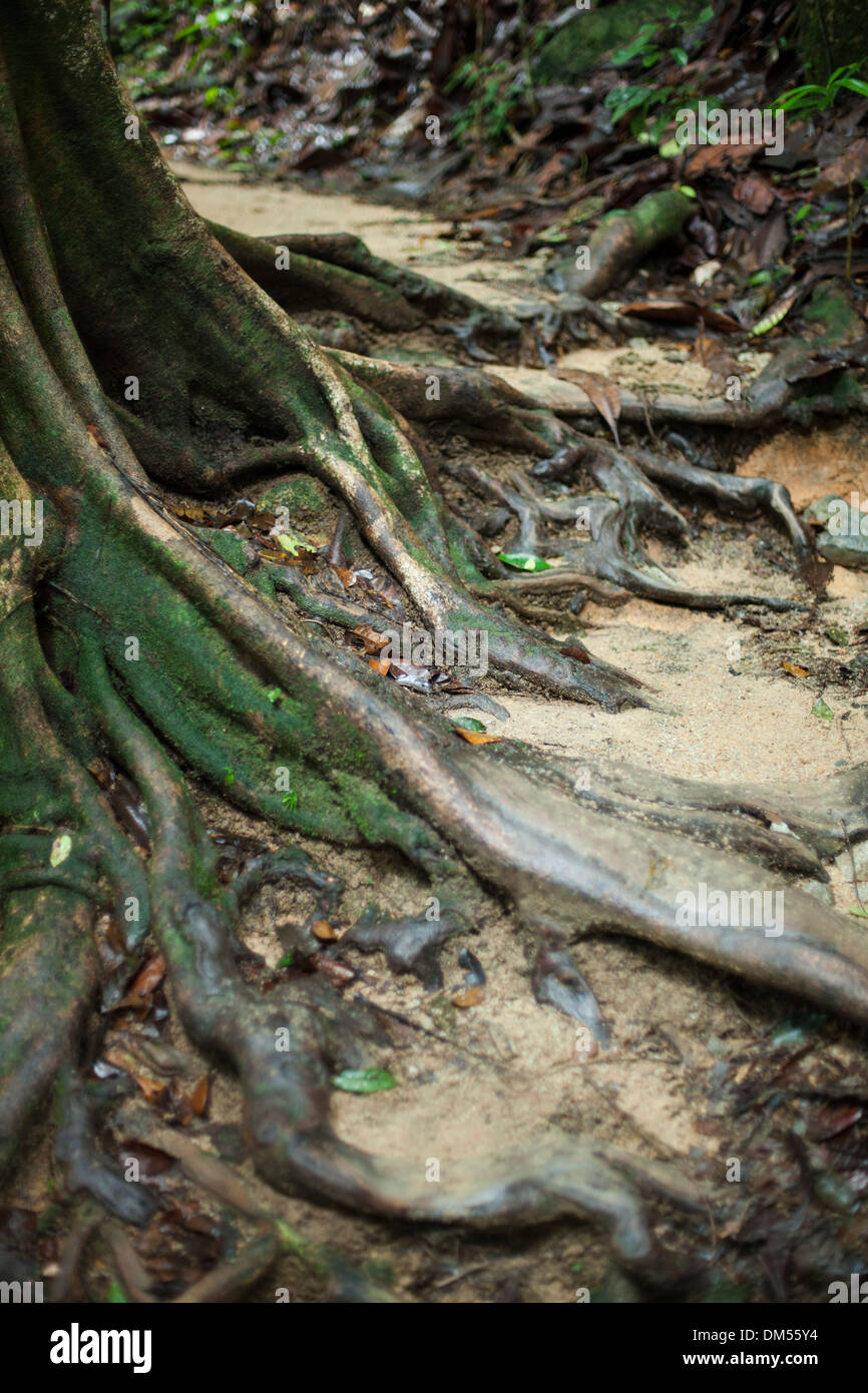Roots on a pathway in Bukit Timah Nature Reserve Stock Photo - Alamy