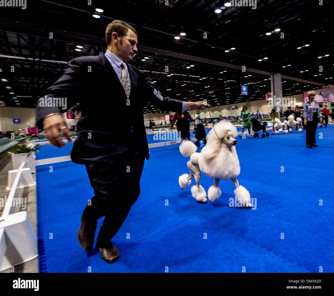 Akc dog shows hires stock photography and images Alamy