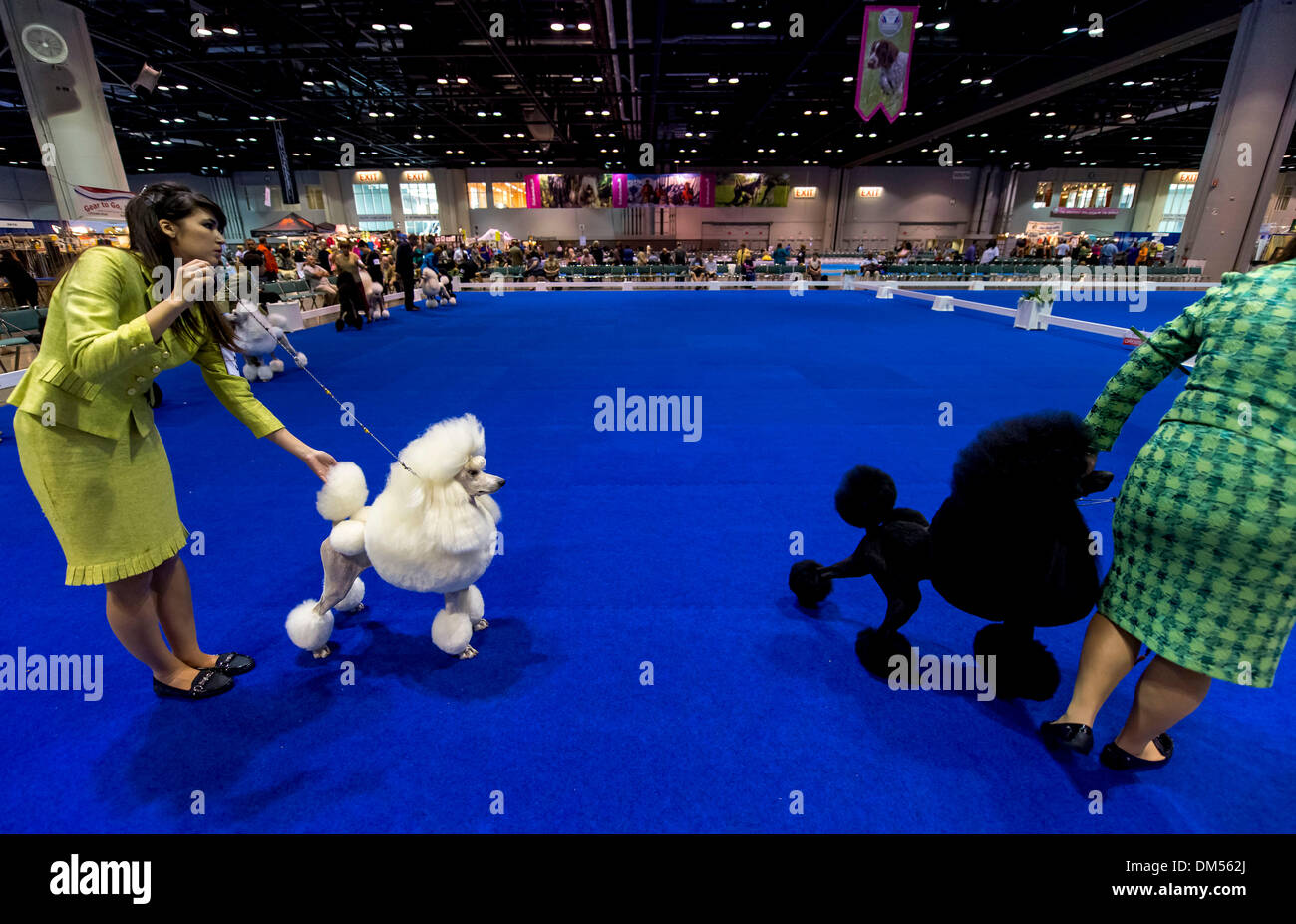 Orlando, Florida, USA. 11th Dec, 2013. Standard Poodles are judged