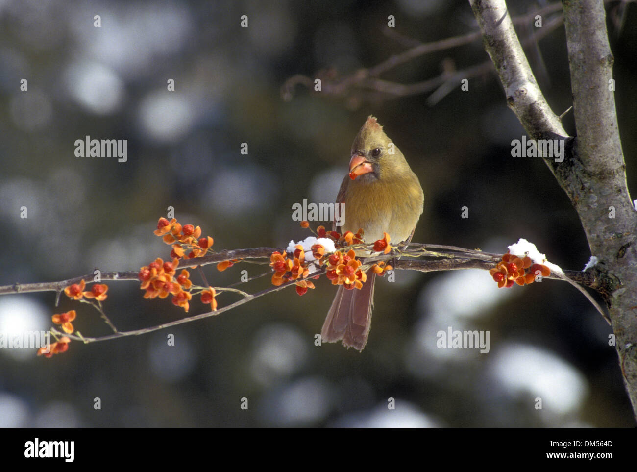 Female cardinal (Cardinalis cardinalis) glowing with afternoon light perching on a branch of holly berries covered in ice, USA Stock Photo