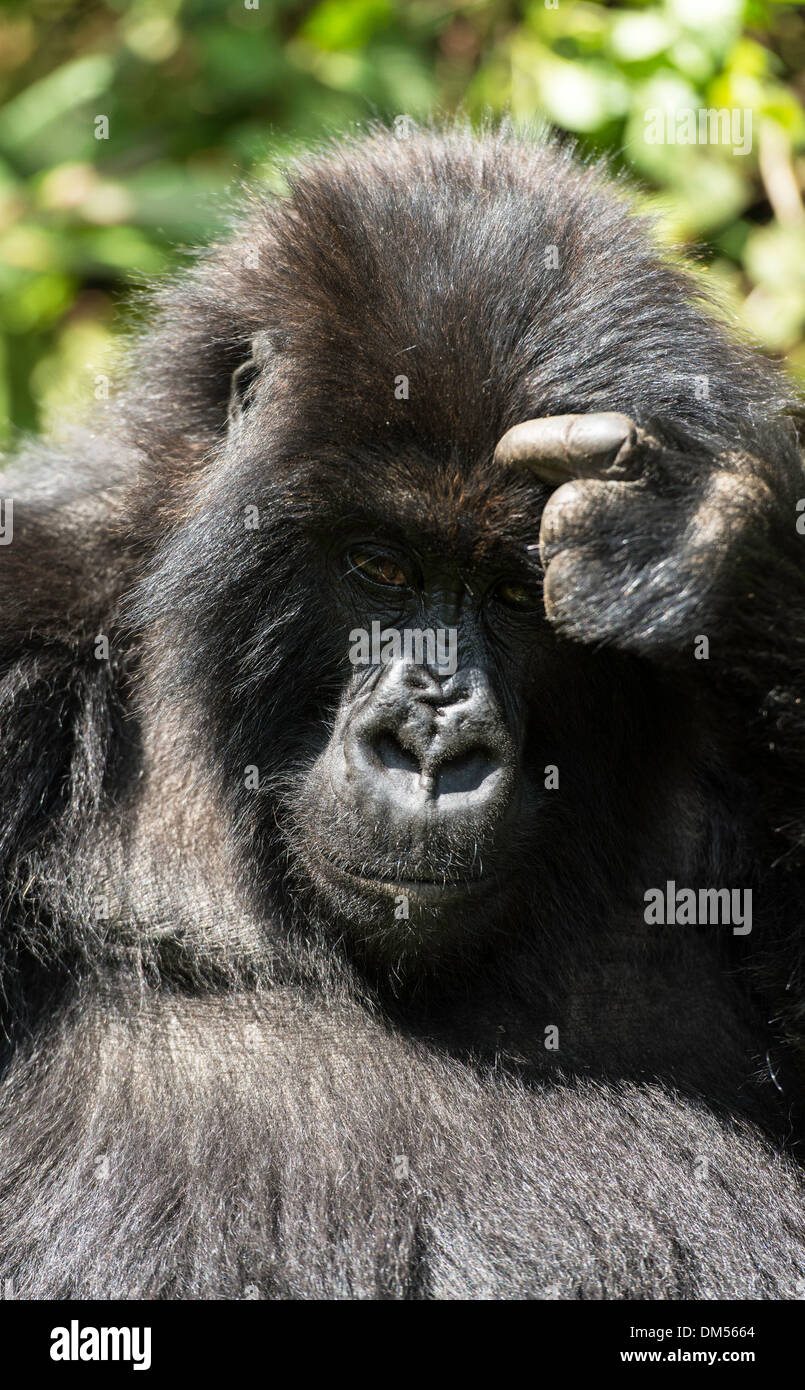 Mountain Gorilla Beringei Beringei Volcanoes National Park Rwanda Africa Stock Photo