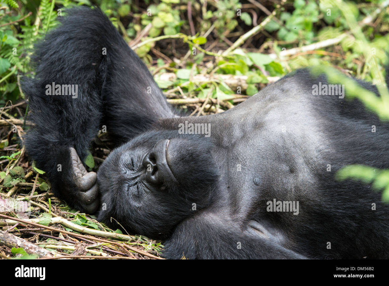 Mountain Gorilla Beringei Beringei Volcanoes National Park Rwanda Africa Stock Photo