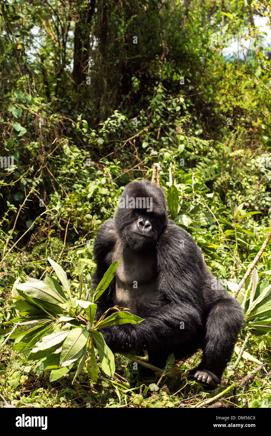 Mountain Gorilla Beringei Beringei Volcanoes National Park Rwanda