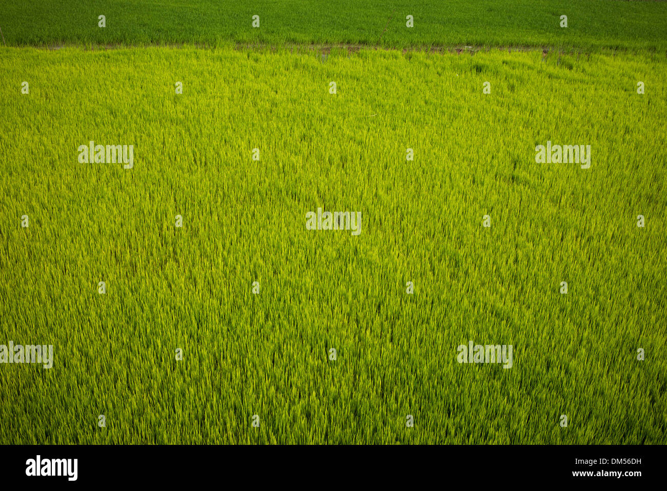 Rice paddy fields. Andhra Pradesh, India Stock Photo