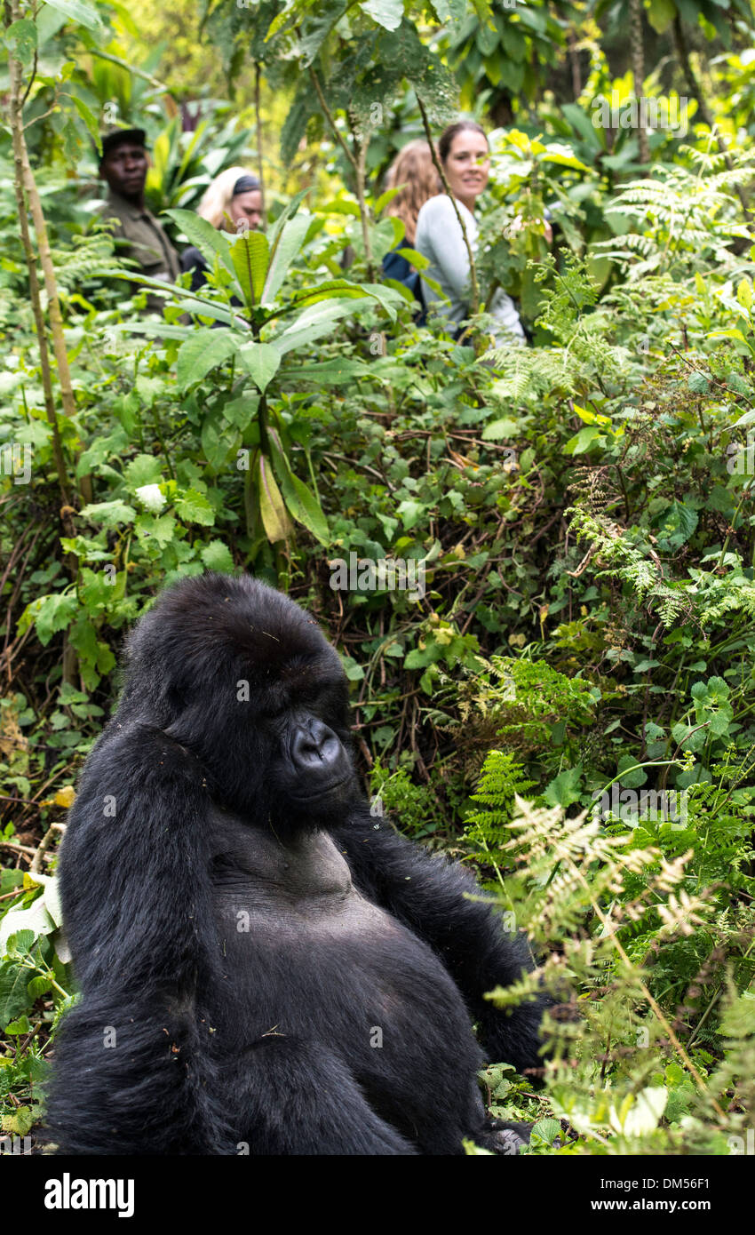 Mountain Gorilla Beringei Beringei Volcanoes National Park Rwanda Africa Stock Photo