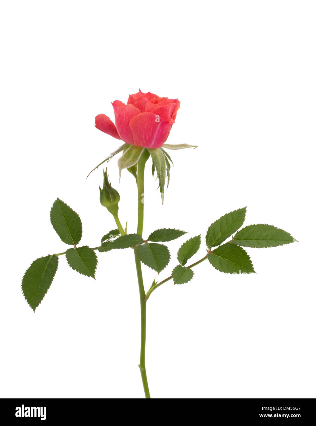 Beautiful rose isolated on white background Stock Photo - Alamy