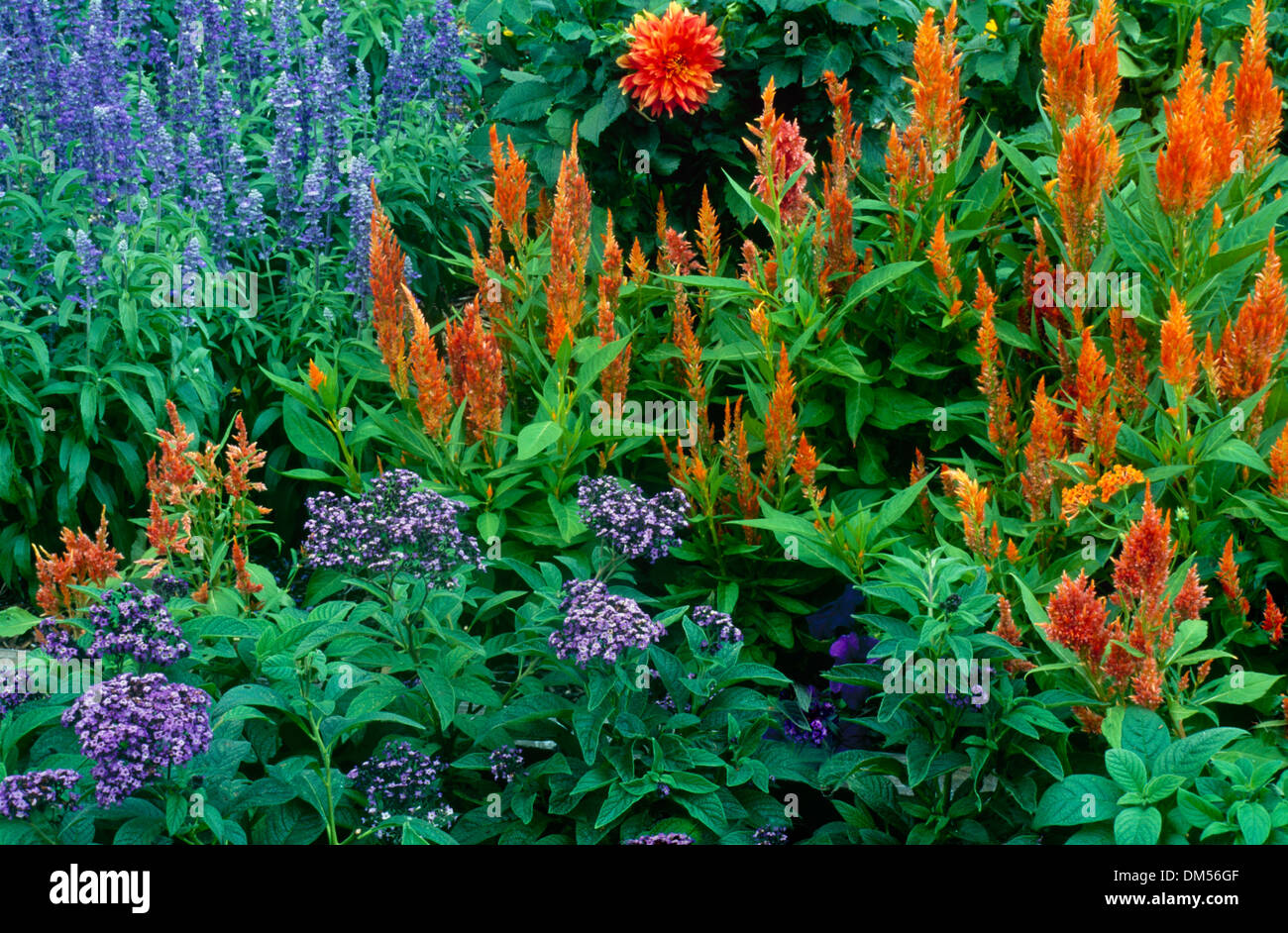Purple and orange garden with Heliotrope, celosia, salvia, and a dahlia, Missouri, USA Stock Photo