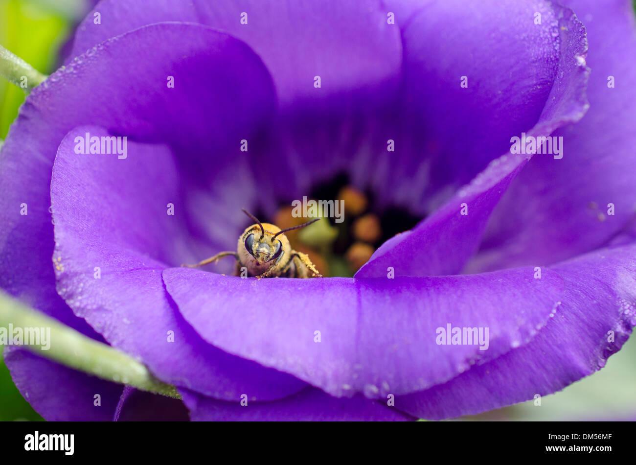 Bee on purple Lisianthus flower in garden, Yarmouth ME Stock Photo