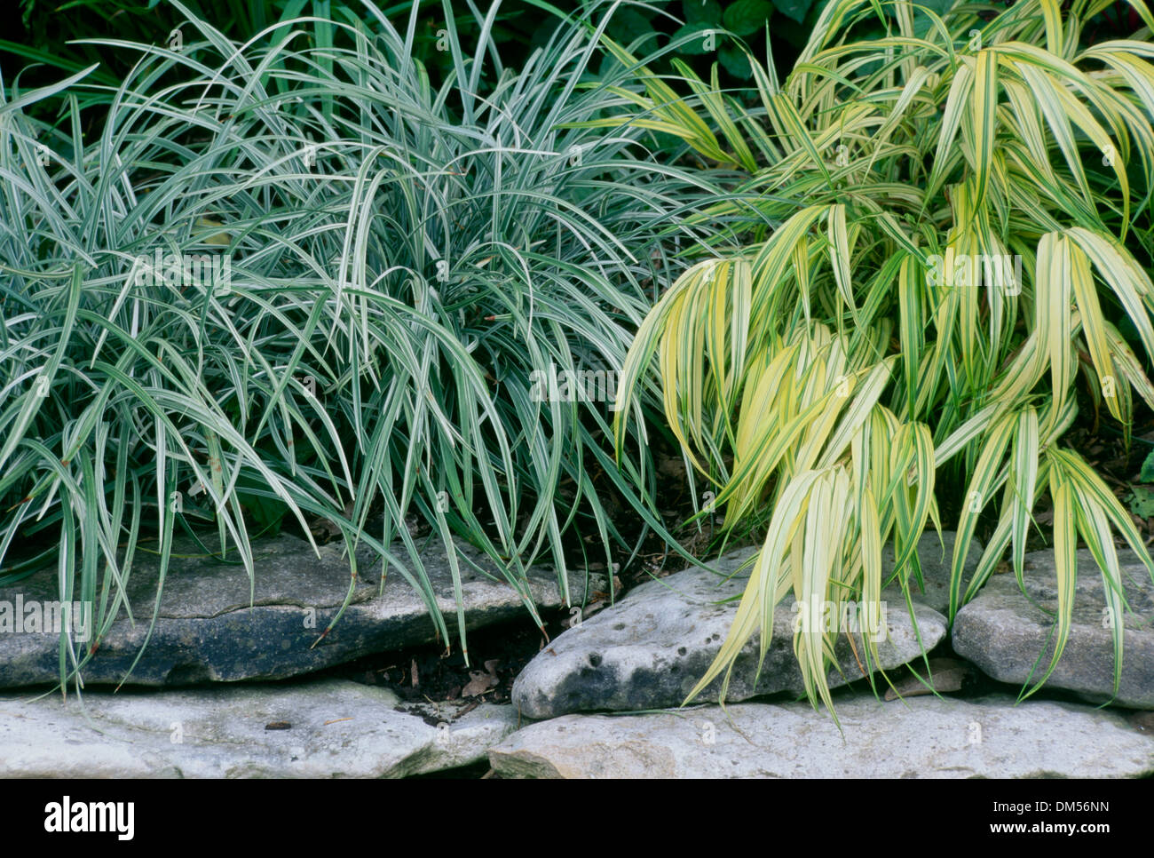 Decorative grasses- Lirope spicata Silver Dragon and Hakconchola as border or walkway made from creek stone, Missouri, USA Stock Photo