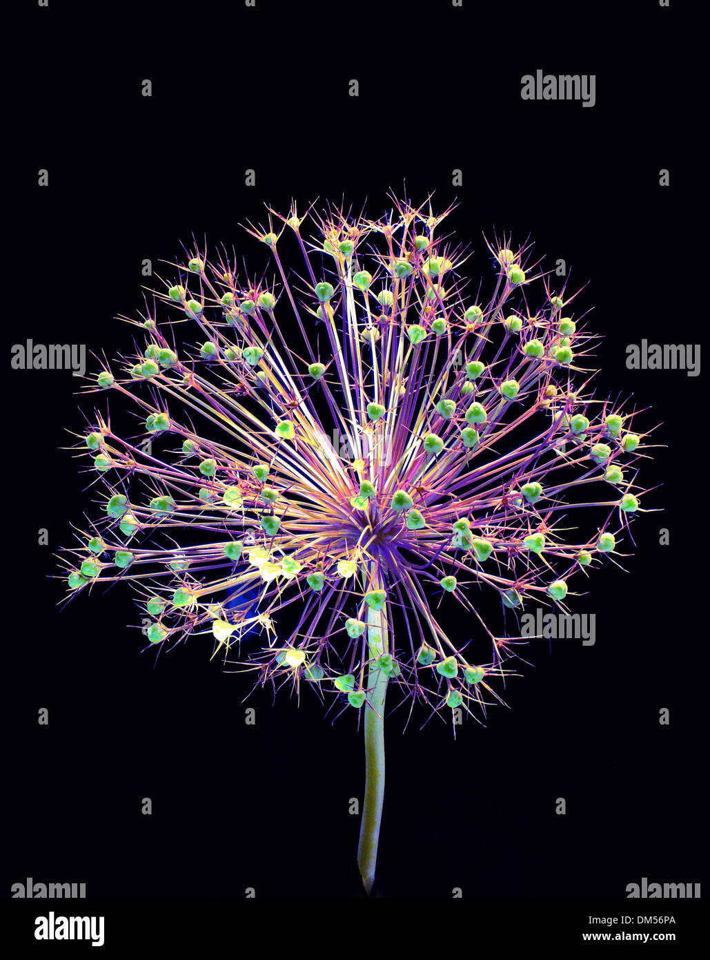 Plant flower allium cristophii star of persia light alienated concepts blossoms flourishes star-shaped ball sphere star ball Stock Photo