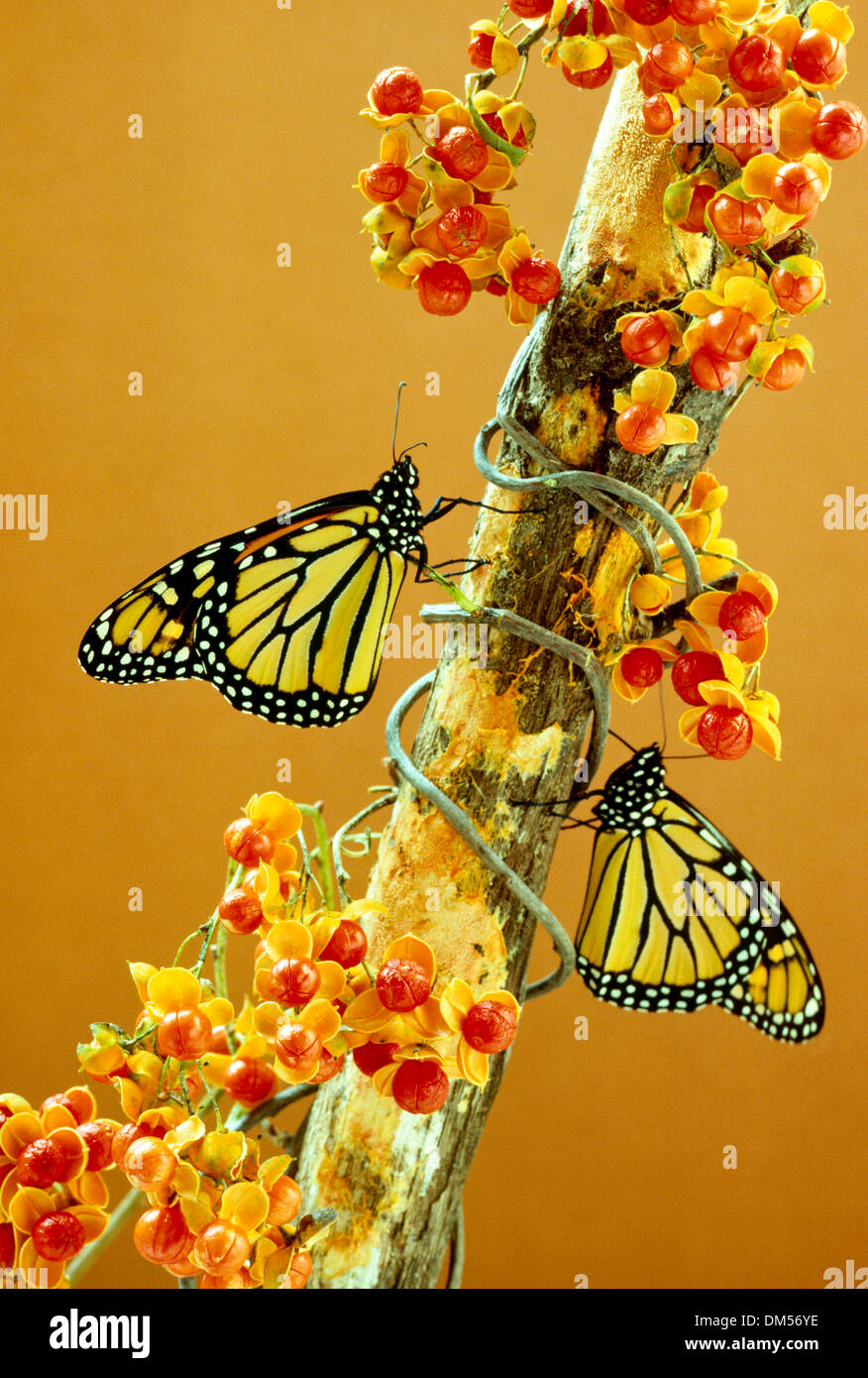 Two monarch butterflies hires stock photography and images Alamy