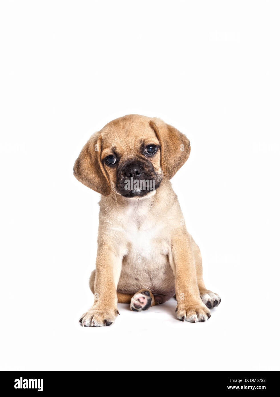 Cute Puggle puppy isolated on white background Stock Photo