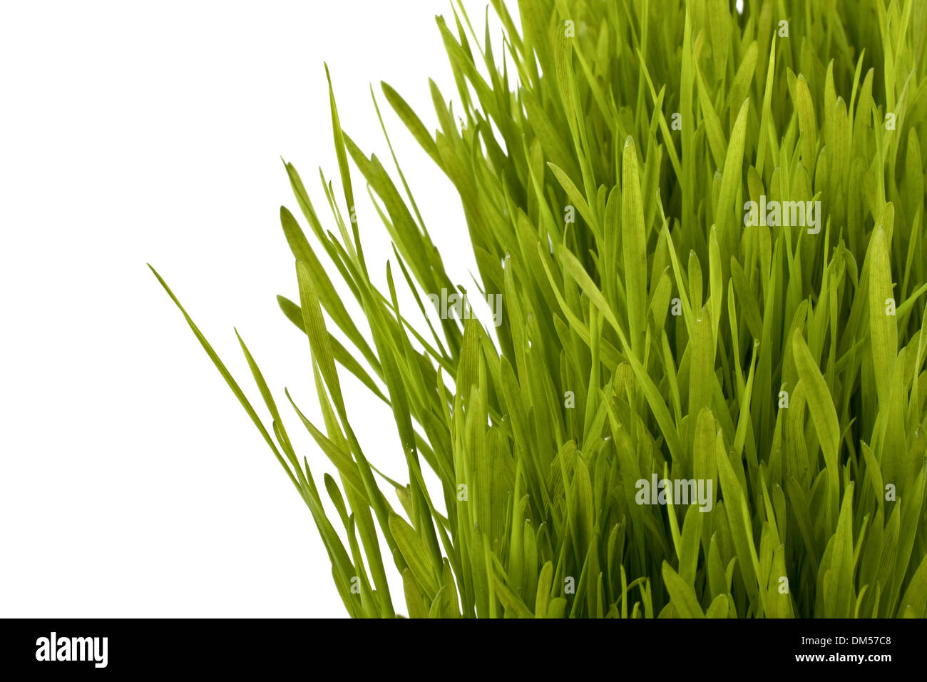 Grass silhouette isolated on white background Stock Photo - Alamy