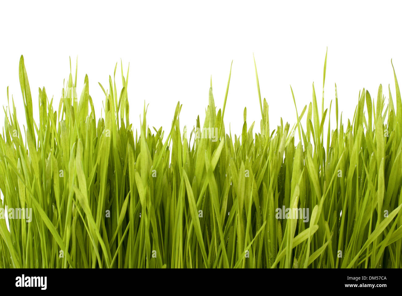 Grass silhouette isolated on white background Stock Photo - Alamy
