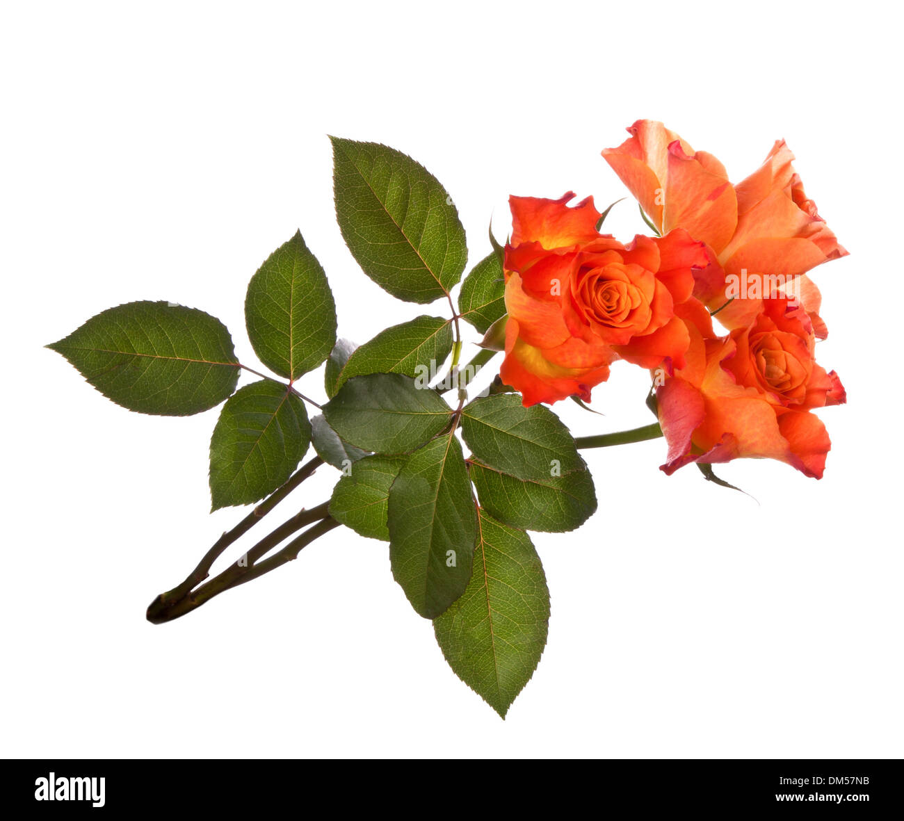 Orange roses isolated on white background cutout Stock Photo - Alamy