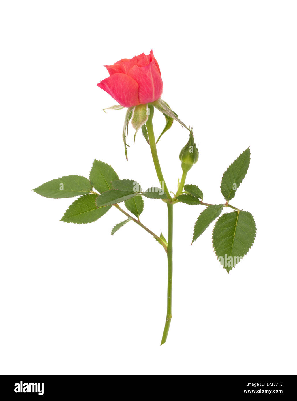 Beautiful rose isolated on white background Stock Photo - Alamy