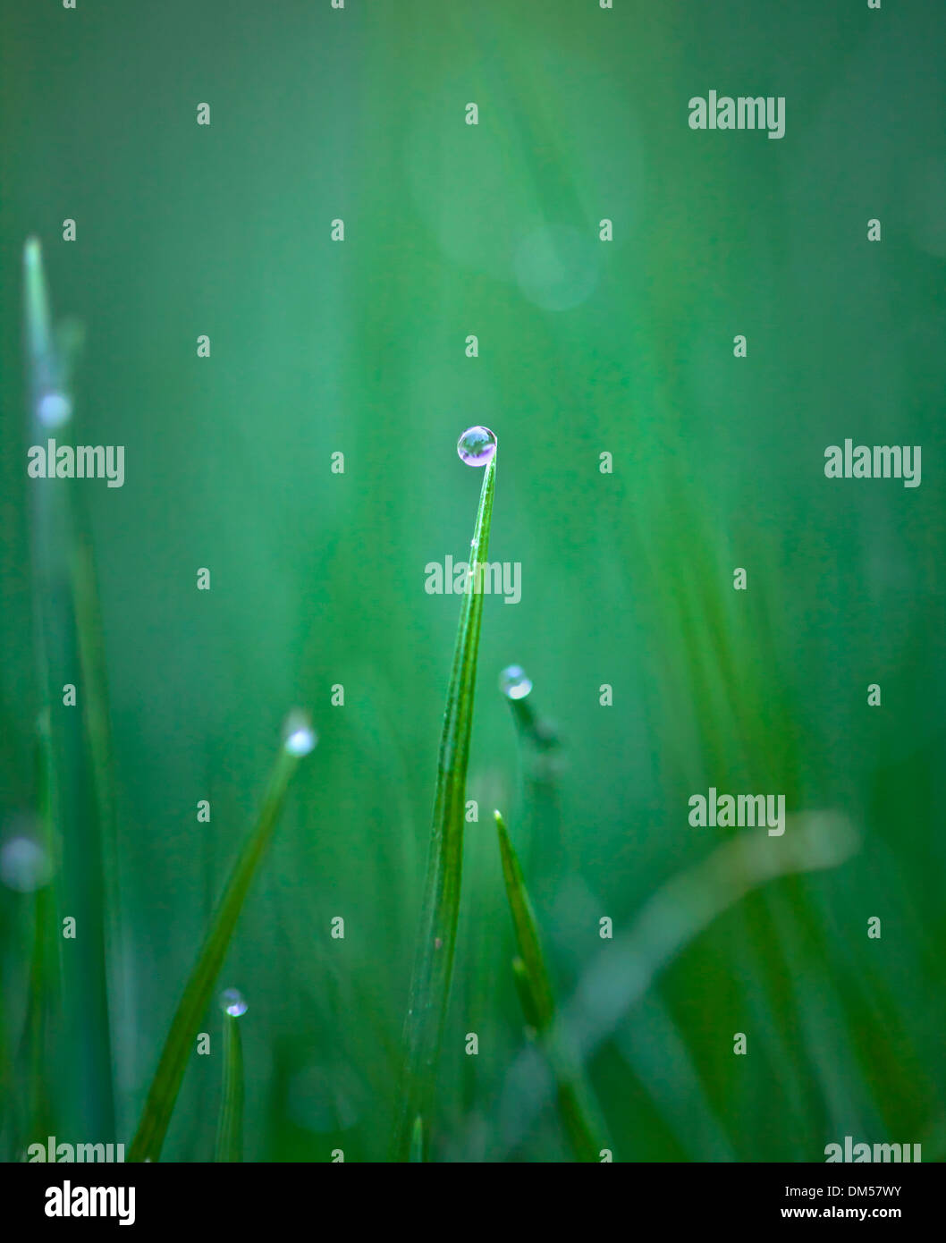 Macro dew drops on fresh green grass Stock Photo - Alamy