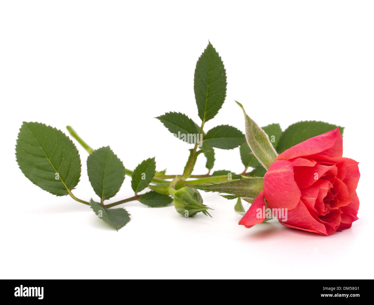 Beautiful rose isolated on white background Stock Photo - Alamy