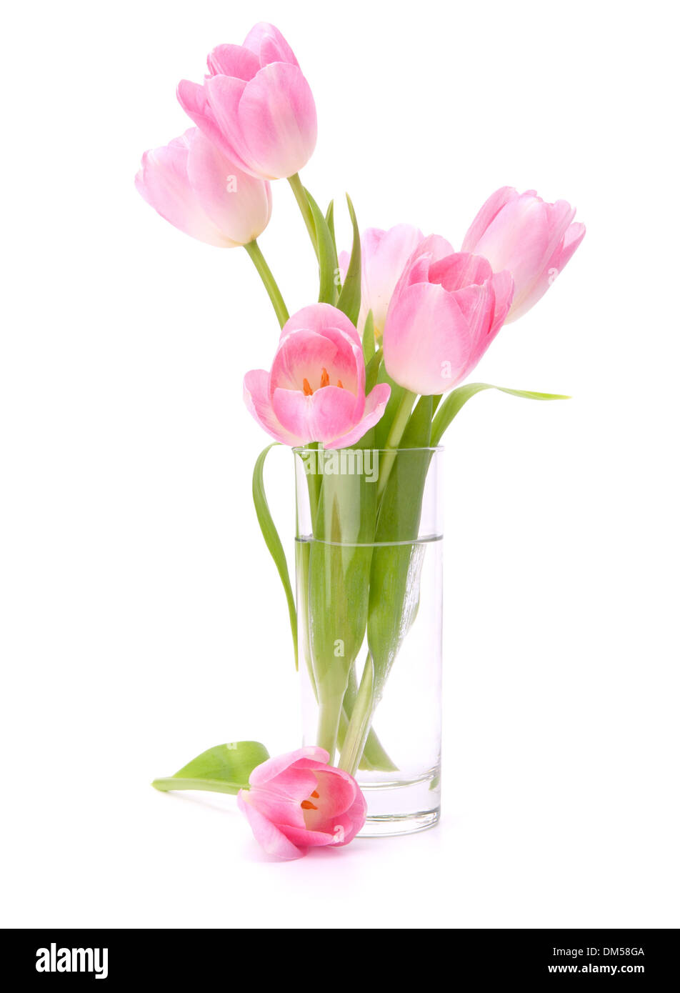 Pink tulips bouquet in vase isolated on white background Stock Photo ...