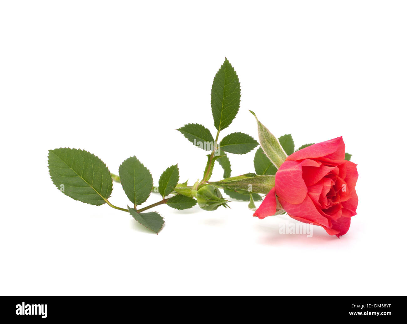 Beautiful rose isolated on white background Stock Photo - Alamy
