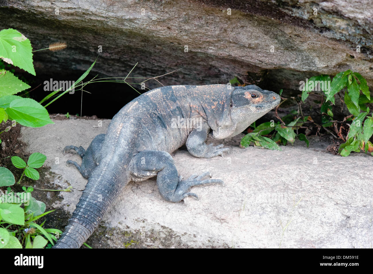 fat lizard that is not an iguana. Stock Photo