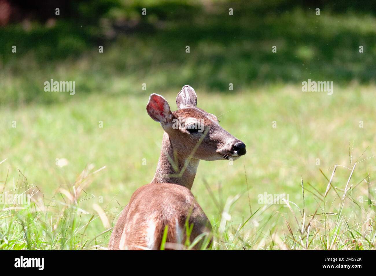 deer closeup Stock Photo